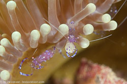 BD-111127-Raja-Ampat-5373-Ancylomenes-holthuisi-(Bruce.-1969)-[Holthuis-Cleaner-Shrimp].jpg